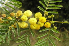 Acacia farnesiana